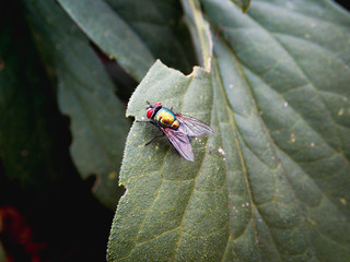 Fly on leaf