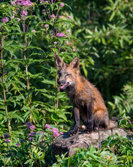 Young Red Fox sitting on a Rock with Purple Flowers in Background