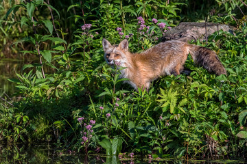 Red Fox standing within a group of Purple Flowers