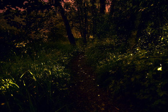 drawn by fireflies