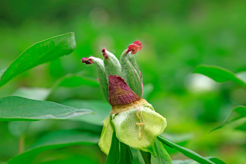 Peony seeds in the garden