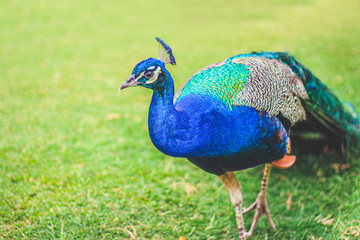 Fototapeta premium Beautiful peacock on the lawn posing for the camera 