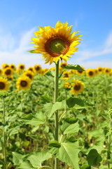 Beautiful blooming sunflower in the field