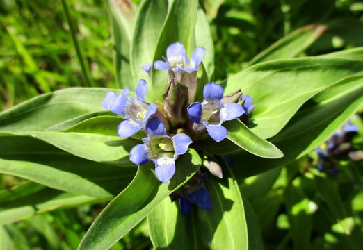 Fleurs bleues en trompette d'une gentiane croisette (Gentiana cruciata) vue du dessus.