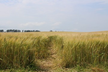Wheat field in Scotland