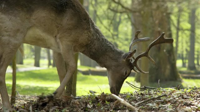 Herd of young deer grazing between trees in spring forest. Detail view head with antlers animal feeding on meadow in fine sunny day, shot on tilt-shift lens, small dof effect. Concept animal sanctuary