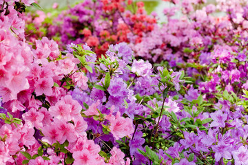Pink and violet rhododendrons bloom in garden