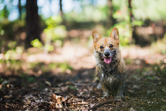 Dirty and funny welsh corgi pembroke dog 