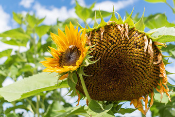 bee on a sunflower