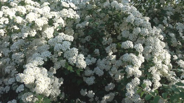 Meadow sweet Spiraea cantoniensis (Lanciata) is ornamental plant with branches-lashes and large white flowers in large inflorescences