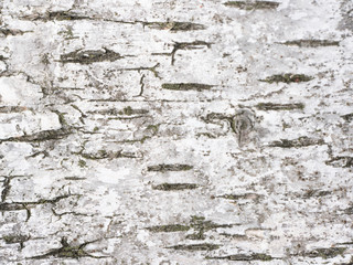 Holz Birke Textur