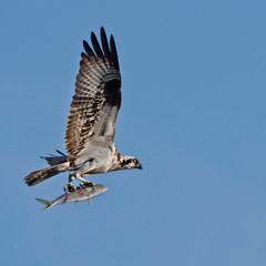 Osprey fish