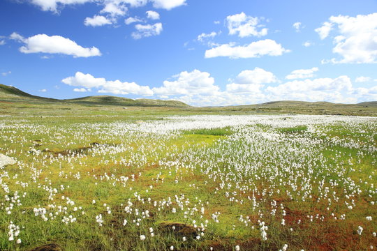 Field Of Cottongrass In The Mountain