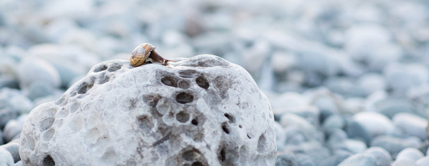 A small brown snail crawls on the gray stone