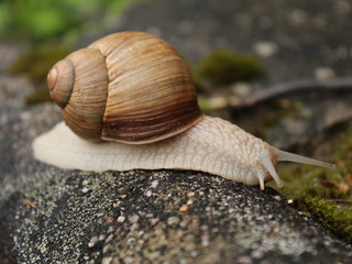 Schneckenlauf