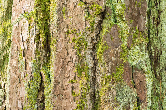 Texture of pine tree bark with green moss. Natural background