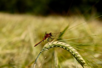 dragonfly on a leaf