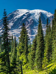View of Mount Rainier from Sunrise trail