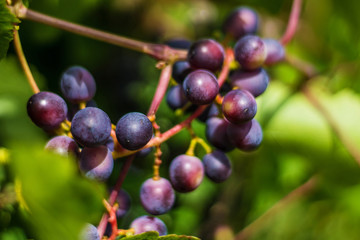 bunch of black grapes