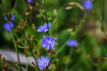 blue flowers in the garden