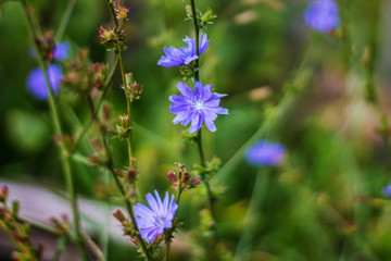 bee on flower