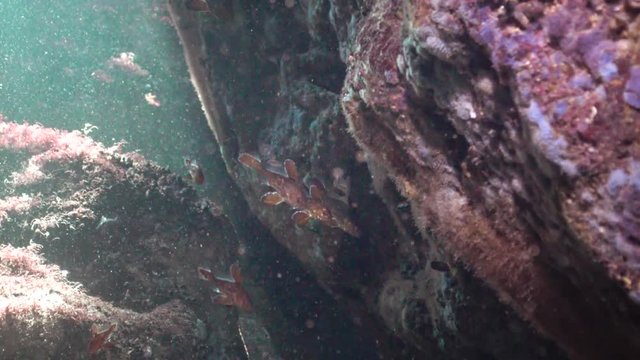 Black Sea fish mullet swims over thickets of algae Cystosira
