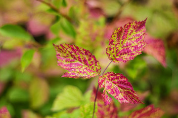 red leaf of a tree