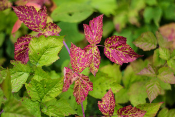 red, green leaves close-up