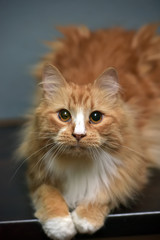 fluffy red-haired white-breasted cat