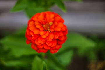red flower in the garden