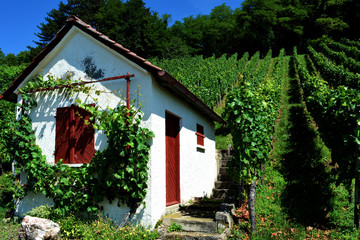 Fototapeta na wymiar Cabane de viticulteur sur la 'route des vins' (Allemagne du sud)