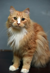 Fototapeta na wymiar fluffy red-haired white-breasted cat