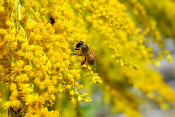 Abeille qui butine du pollen de fleurs jaunes