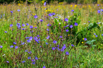 field of wild flowers