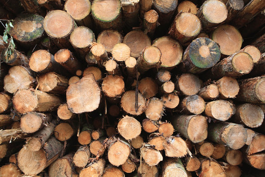 full frame image of stacked cut logs