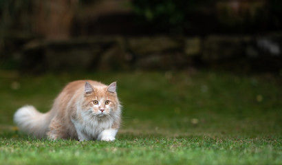 Naklejka na ściany i meble playful young cream tabby white ginger maine coon cat hunting in the garden at night sneaking over the lawn
