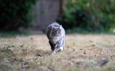 front view of a young blue tabby maine coon cat with white paws running towards camera looking outdoors in the garden