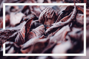 Dry autumn leaves on the ground and white frame