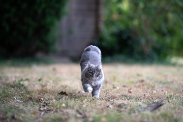 front view of a young blue tabby maine coon cat with white paws running towards camera looking outdoors in the garden