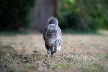 front view of a young blue tabby maine coon cat with white paws running towards camera looking outdoors in the garden