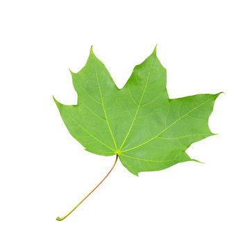 Green carved maple leaf isolated on a white background