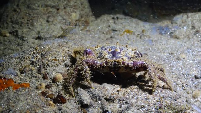 Hairy crab (Pilumnus hirtellus), medium shot. Black Sea. Ukraine.