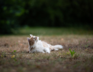 playful young cream tabby white ginger maine coon cat outdoors in the back yard lying on side looking up