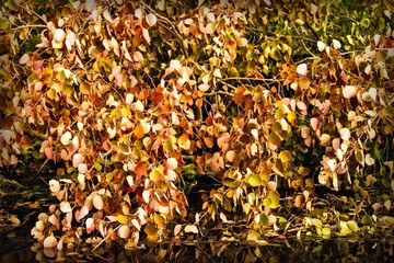 autumn tree on the surface of the lake