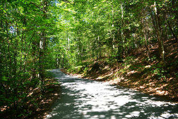 Obraz premium Route à l'ombre des arbres au beau milieu d'une forêt allemande