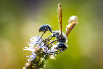 Schwarze Wespe