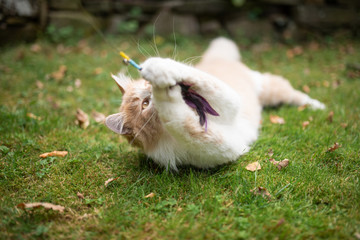 playful young cream tabby white ginger maine coon cat lying on side on grass outdoors in the garden playing catching feather toy