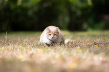 playful young cream tabby white ginger maine coon cat crouching on grass hunting outdoors in the...