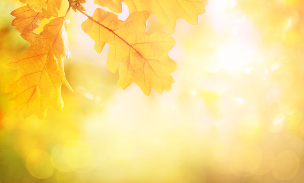 Blurred abstract autumn background. Autumn foliage effect. Glitter golden bokeh lights.