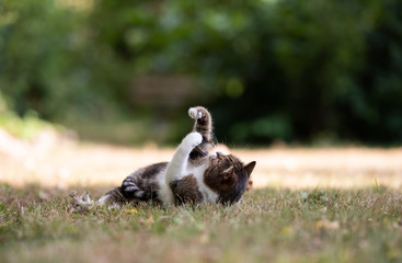 tabby white british shorthair cat lying on side outdoors in the back yard on a sunny summer day raising paw trying to catch something looking up